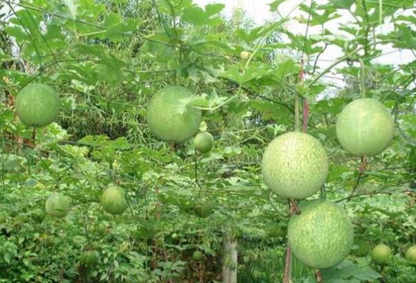 南方适合种植什么药材?农村种植什么药材好